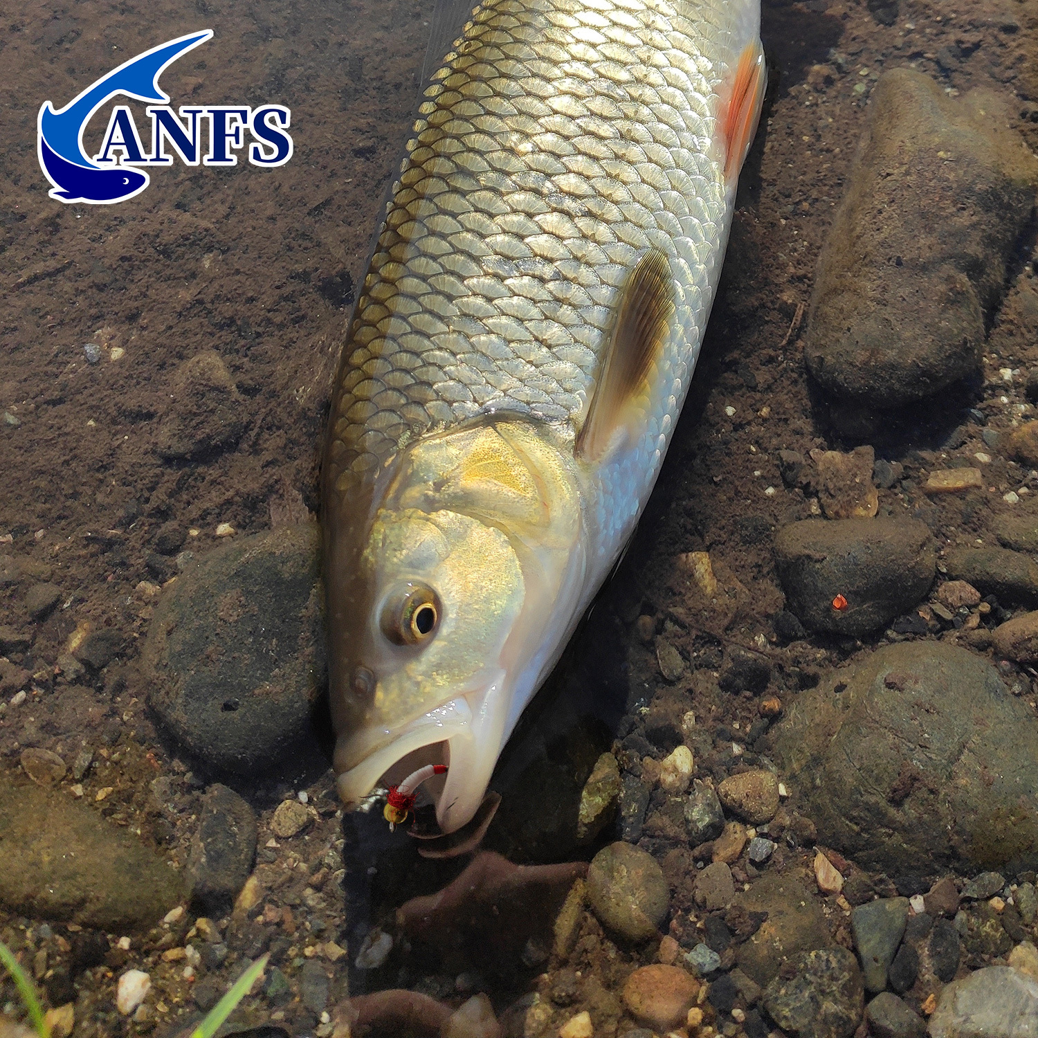 ANFS 4pcs Midge Nymph Flies As - Fishing Hook Assortment avis et prix